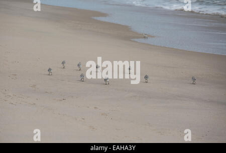 Small seabirds and terns on the seashore. Stock Photo