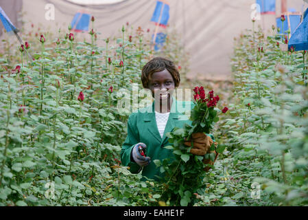 KENYA Thika near Nairobi, Simbi Roses is a fair trade rose flower farm which produces cutting flowers for export to europe Stock Photo