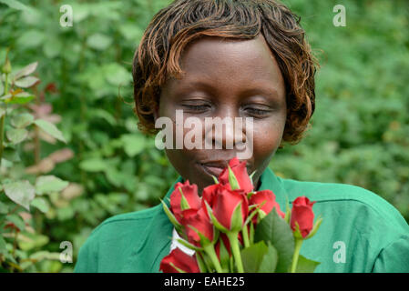 KENYA Thika near Nairobi, Simbi Roses is a fair trade rose flower farm which produces cutting flowers for export to europe Stock Photo