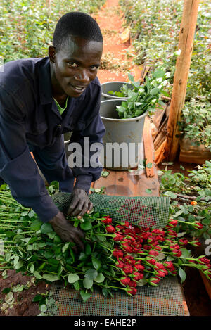 KENYA Thika near Nairobi, Simbi Roses is a fair trade rose flower farm which produces cutting flowers for export to europe Stock Photo