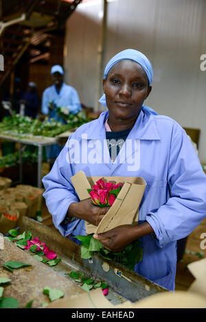 KENYA Thika near Nairobi, Simbi Roses is a fair trade rose flower farm which produces cutting flowers for export to europe Stock Photo