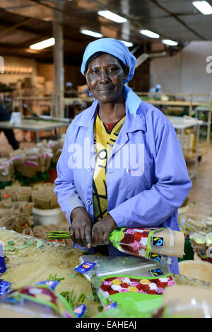 KENYA Thika near Nairobi, Simbi Roses is a fair trade rose flower farm which produces cutting flowers for export to europe Stock Photo