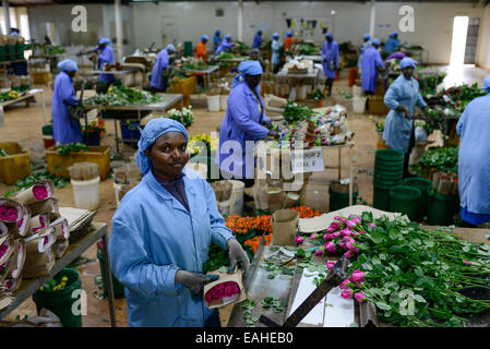 KENYA Thika near Nairobi, Simbi Roses is a fair trade rose flower farm which produces cutting flowers for export to europe Stock Photo