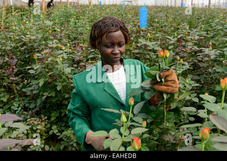 KENYA Thika near Nairobi, Simbi Roses is a fair trade rose flower farm which produces cutting flowers for export to europe Stock Photo