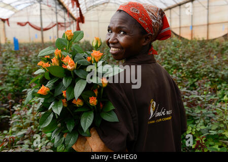 KENYA Thika near Nairobi, Simbi Roses is a fair trade rose flower farm which produces cutting flowers for export to europe Stock Photo