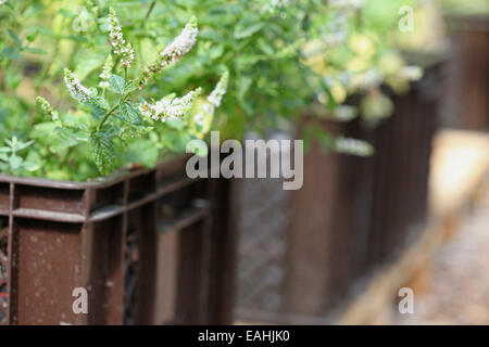 Moroccan peppermint farmed in plant boxes in an urban gardening project in Germany Stock Photo