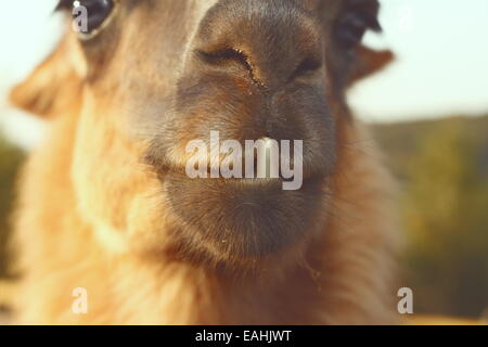 closeup of llama ( Lama glama ) teeth, vintage instagram look Stock Photo