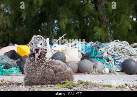 Laysan Albatross (Phoebastria immutabilis) chick on nest beside plastic marine debris collected to be shipped off island for recycling and disposal Stock Photo
