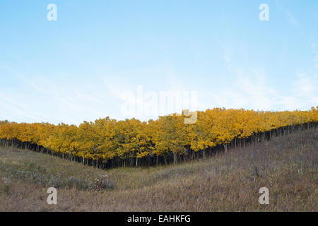 Dense stand of Aspen (Populus tremuloides) saplings growing in a shallow gully in Rough Fescue grassland Stock Photo