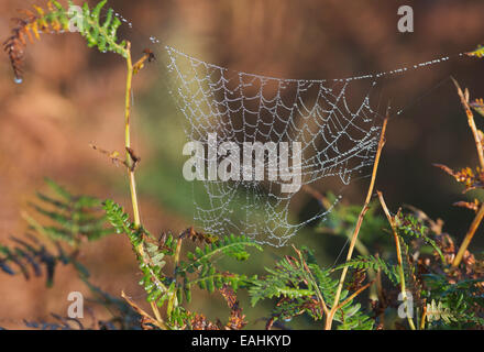 Spiders Web with Dew Drops, on Bracken during Autumn. Stock Photo