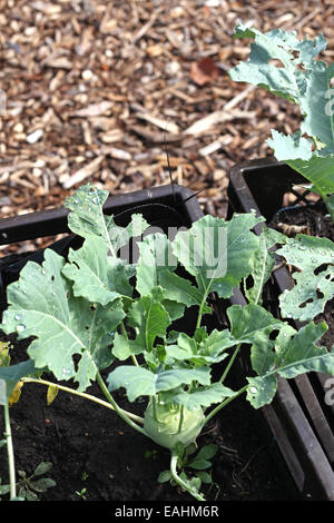 Kohlrabi farmed in plant boxes in an urban gardening project in Germany Stock Photo