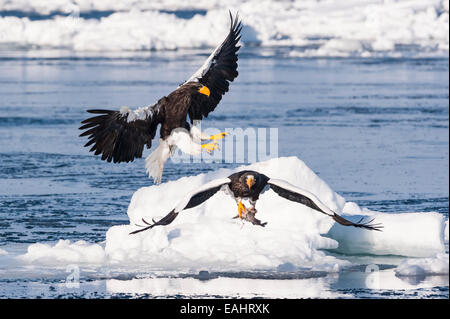 Steller's Sea Eagles, Haliaeetus pelagicus, Rausu, offshore Hokkaido, Sea of Okhotsk, Japan Stock Photo