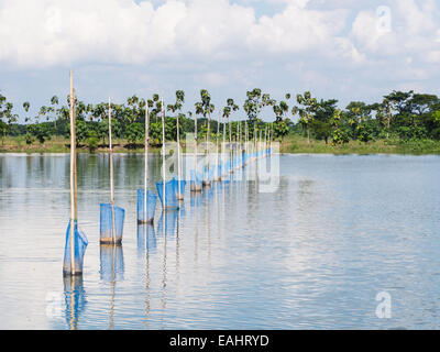 Simple devices for feeding Tilapia fish at fish farm at the Irrawaddy Delta in Myanmar Stock Photo