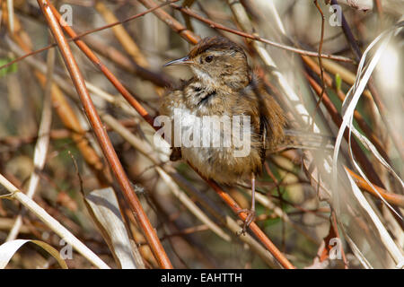 Marsh Wren (Cistothorus palustris) perched in reeds at Buttertubs Marsh, Nanaimo, Vancouver Is, BC, Canada in April Stock Photo