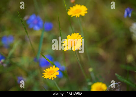 Anthemis nobilis. Roman chamomile flowers Stock Photo