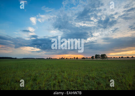 sunset on cereal field Stock Photo