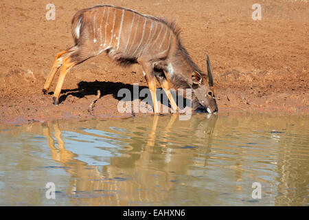 Male Nyala antelope (Tragelaphus angasii) drinking water, Mkuze game reserve, South Africa Stock Photo