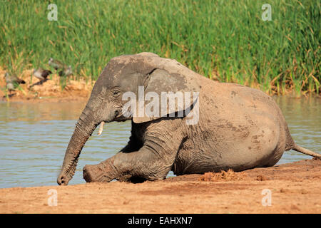 A playful young  African elephant (Loxodonta africana) at a waterhole, Addo Elephant National Park, South Africa Stock Photo