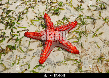 Colorful red starfish on wet sand, Zanzibar island Stock Photo