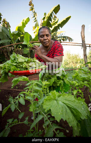 A woman harvest greens in her kitchen garden in Mulanje District, Malawi. Stock Photo