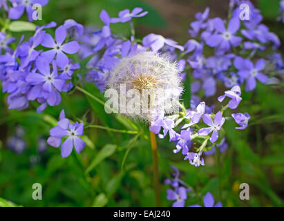 White fluffy ripe dandelion flower on the background of blooming violets. Stock Photo