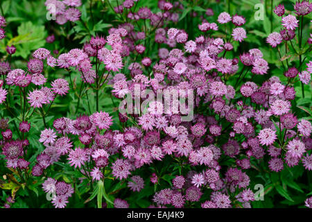 astrantia major roma masterworts pink flowers flower flowering plant portraits perennials RM Floral Stock Photo