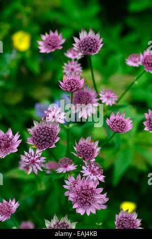 astrantia major roma masterworts pink flowers flower flowering plant portraits perennials RM Floral Stock Photo