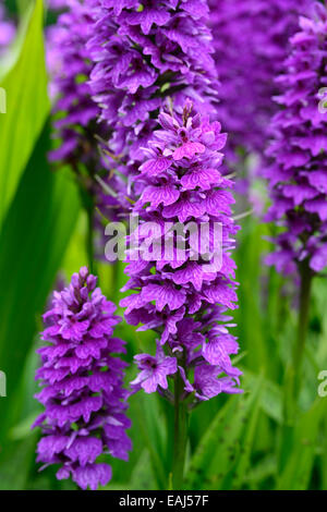 dactylorhiza x braunii purple flower flowers green foliage leaves plants perennials marsh orchids flowering terrestrial orchid Stock Photo