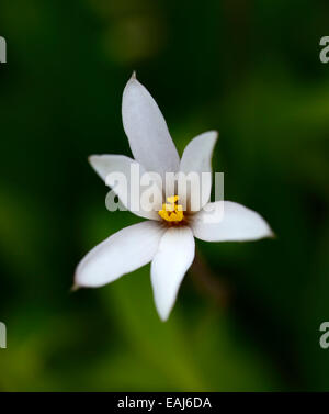 hypoxis x rhodohypoxis baurii biscuit white flowers flower alpine corm corms alpine RM Floral Stock Photo
