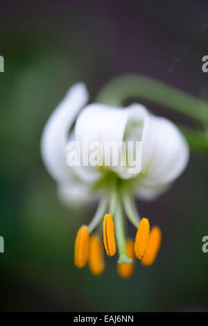 lilium martagon alba lily lilies white turk turks cap flower flowering flowers portrait selective focus RM Floral Stock Photo