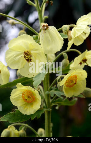 Meconopsis Napaulensis Yellow poppy biennial Nepalese nepal Himalayan poppies flower flowers RM Floral Stock Photo