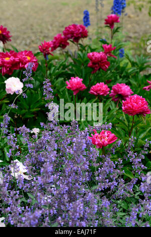 nepeta six hills giant catmint purple blue flowers red peony peonies flower mix mixed planting scheme perennial RM Floral Stock Photo