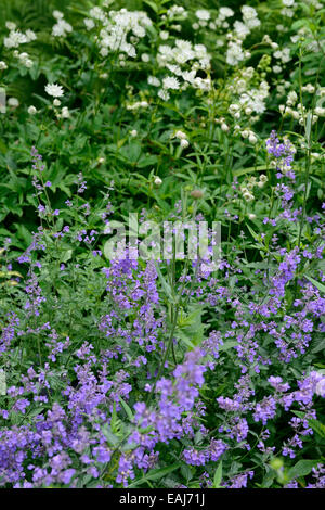 nepeta six hills giant catmint purple blue flowers white astrantia major flower mix mixed planting scheme perennial RM Floral Stock Photo