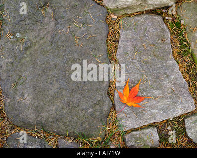 A single leaf gold red orange fall Japanese maple leaf fallen on a paving stone on an autumn day. Copy space with abstract feel. Stock Photo