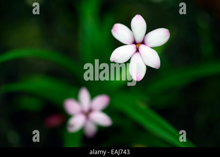 x rhodoxis Angel's Eye white flowers flower flowering alpine corm corms hybrid hybridised RM Floral Stock Photo