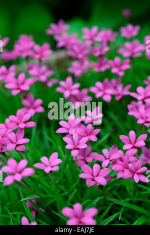 pink flowered rhodohypoxis milloides venetian flower bloom blossom flowers flower star perennial alpine Stock Photo