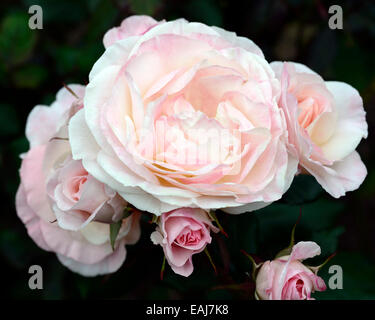 rosa english miss rose flower pink floribunda flowering flowers fragrant scented RM Floral Stock Photo