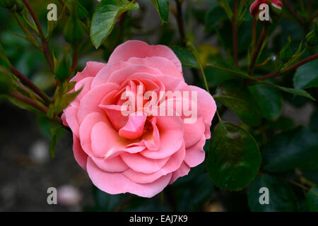 rosa fascination poulmax rose flower pink flowering flowers fragrant scented floribunda shrub shrubs RM Floral Stock Photo