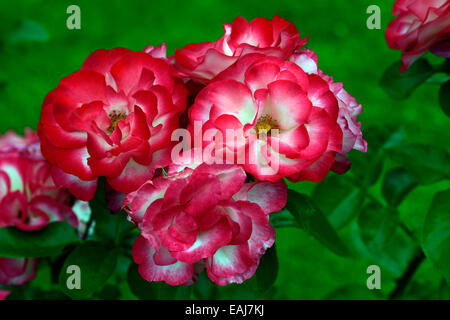 rosa hannah gordon rose flower pink white flowering flowers fragrant scented hybrid tea shrub shrubs RM Floral Stock Photo