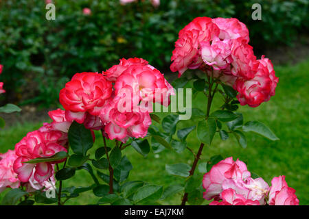 rosa hannah gordon rose flower pink white flowering flowers fragrant scented hybrid tea shrub shrubs RM Floral Stock Photo