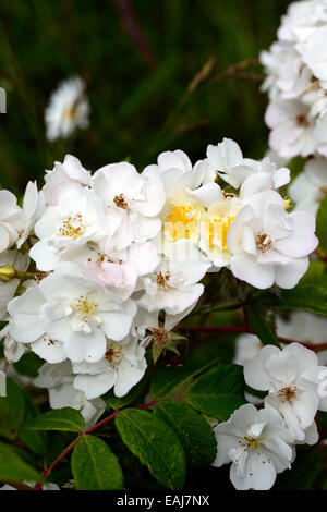 rosa rambling rector rose flower white rambler climber shrub shrubs color colours flowering flowers fragrant scented RM Floral Stock Photo