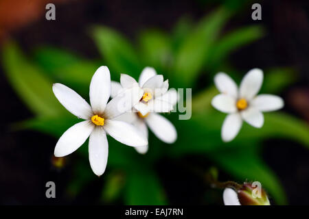 x rhodoxis hybrida hebron farm biscuit hybrid white flower flowers flowering alpine plant plants RM Floral Stock Photo