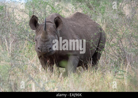Charge, Black rhino Stock Photo