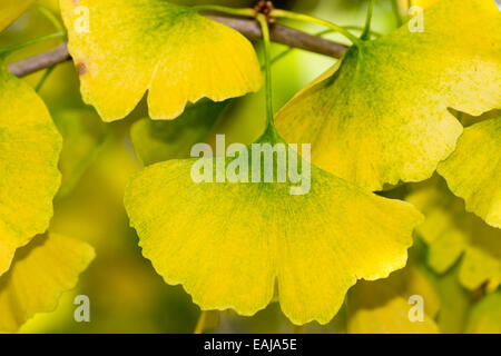 Close up of the yellow autumn foliage of Ginkgo biloba, the maidenhair tree. Stock Photo