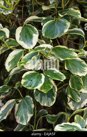 Large, highly variegated foliage of the New Zealand broadleaf, Griselinia littoralis 'Variegata' Stock Photo