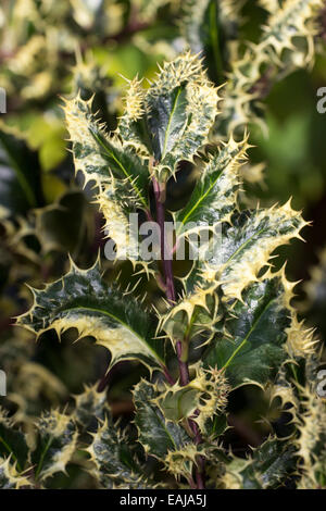 Ilex aquifolium 'Ferox Argentea', the silver hedgehog holly, has spines on the leaf surface as well as the margins. Stock Photo