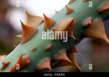 Closeup shot o Rose thorns, with blurred background. Stock Photo