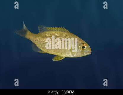 Couch's Sea Bream - Pagrus pagrus Stock Photo