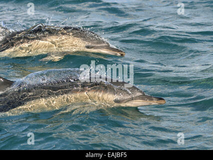 Short-beaked Common - Dolphin Delphinus delphis Stock Photo