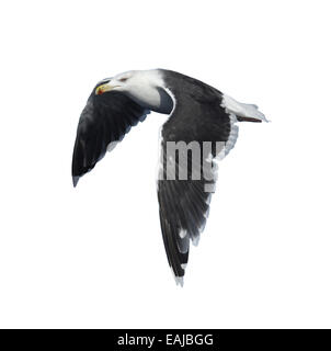 Great Black-backed Gull - Larus marinus Stock Photo
